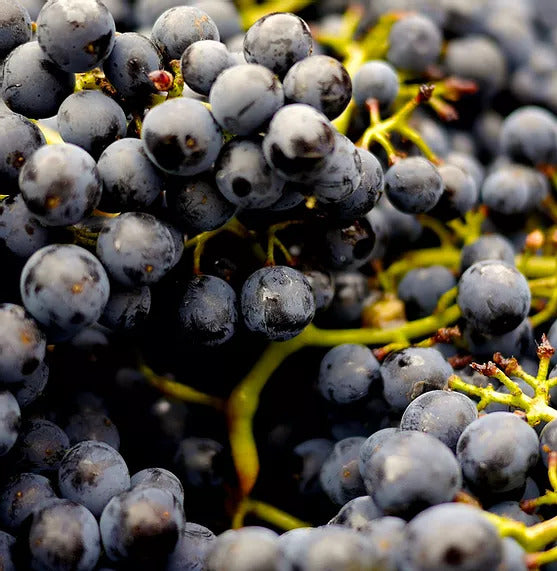 Andrews Acres Farm & Market - Kitchener