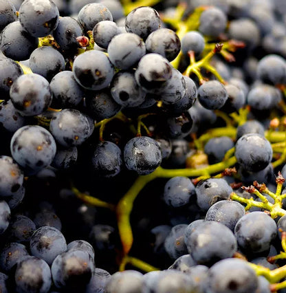 Andrews Acres Farm & Market - Kitchener