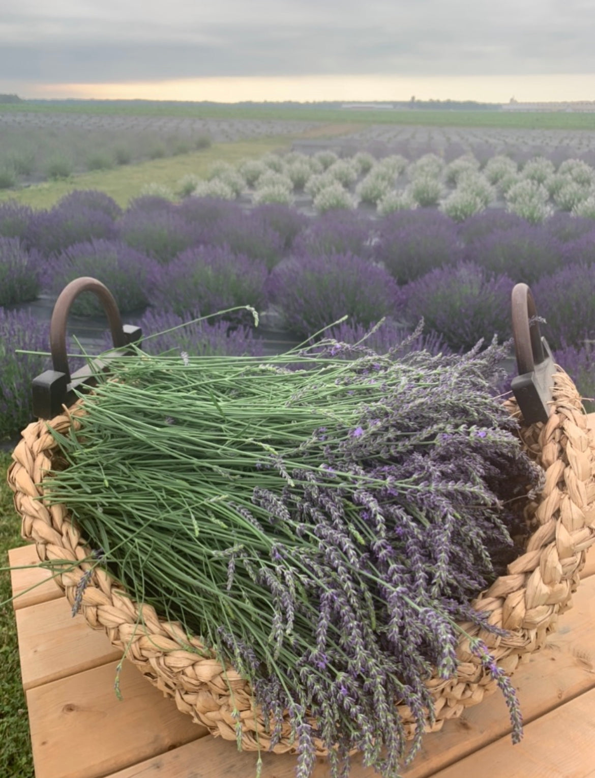Lavender Works Co. Lavender Farm