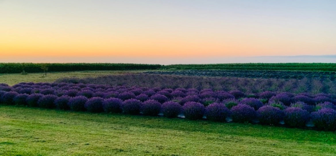 Lavender Works Co. Lavender Farm