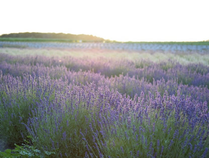 Lavender Works Co. Lavender Farm