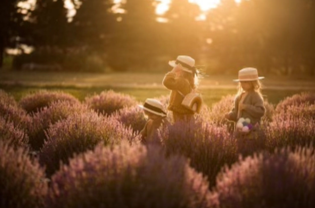Lavender Works Co. Lavender Farm